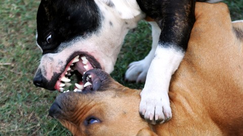 Montesilvano: combattimenti tra cani. LAV denuncia i responsabili.