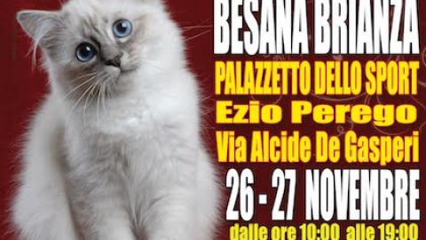 Besana in Brianza: nel weekend in mostra i gatti più belli del mondo – MBnews