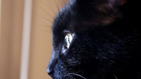 AIDAA: i gatti neri vivono bene a Milano, Roma, Aosta e Bolzano – Meteo Web