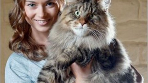 “Scatti Felini”: la mostra con i gatti più grandi del Mondo [GALLERY] – Meteo Web
