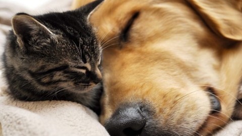 Diabete in cani e gatti: attenzione ai campanelli d'allarme – Ok Salute e Benessere