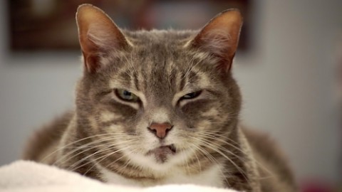 Le 5 cose che rendono il gatto l'animale più amato-odiato dall'uomo – PontileNews
