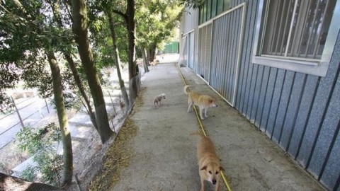 Canile Millemusi senza soldi da 9 mesi: 400 cani rischiano di morire … – Tempo Stretto