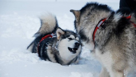 Perché si dice: “Fa un freddo cane”? – Petpassion.tv