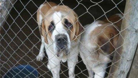 Sequestro preventivo per cani che disturbano, lo dice la Cassazione – Il Corriere della Città