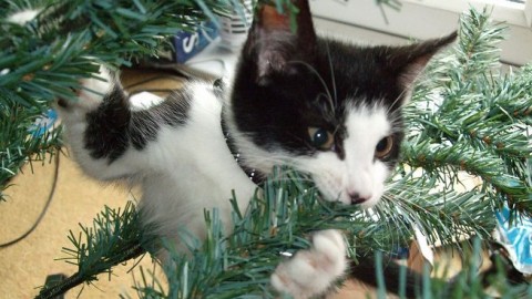 Epic fail compilation: gatti vs l'albero di Natale – Downloadblog.it (Blog)