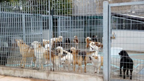 Home Animali Vita da cani. 480 euro a cane per svuotare il canile di… – redazione (Comunicati Stampa)