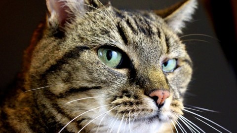 Gatti e dintorni: le più strane storie feline del 2016 – Diregiovani