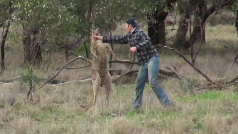 Uomo prende a pugni un canguro per salvare un cane – VIDEO – Diregiovani