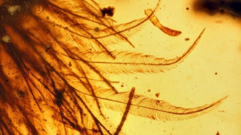 La coda piumata di un dinosauro conservata nell'ambra – Focus