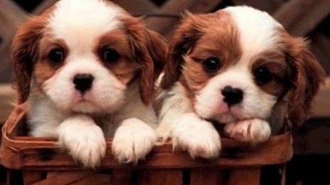Truffa di “razza”: promettono cuccioli di cane in regalo, ma è una … – Il Messaggero