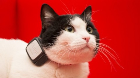 Vodafone Kippy: il GPS per cani e gatti, ma quanto costa? – Investire Oggi