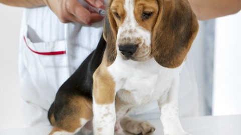 Farmaci per animali anche 15 volte pi&ugrave; cari che per umani: la nostra proposta