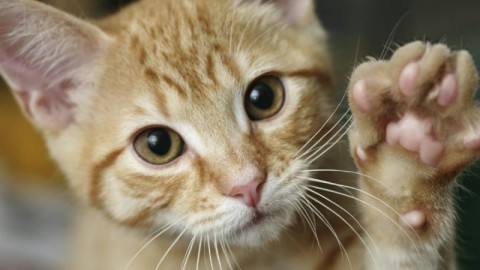 Chippatura gratuita per 200 gatti – la VOCE del TRENTINO