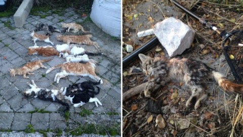 Colonia di gatti sterminata, un solo sopravvissuto: “Li hanno … – Leggo.it