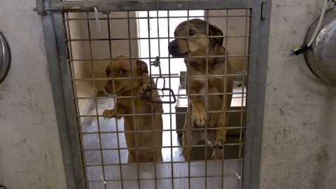 480 euro a chi adotta un cane dal canile, succede a Palermo – LifeGate