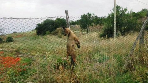 Cane impiccato a Canicattì: in Sicilia un caso ogni tre giorni – L'Urlo