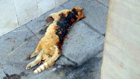 Gatto bruciato vivo dai petardi a Tortora: AIDAA mette una taglia … – Meteo Web