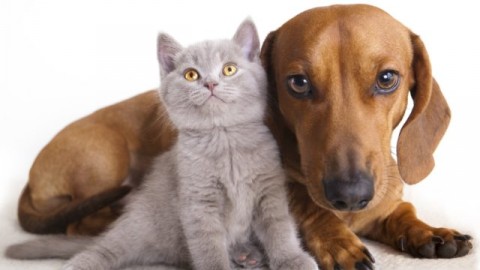 Natale sicuro per cani e gatti: ecco i consigli ed i cibi da evitare – Meteo Web