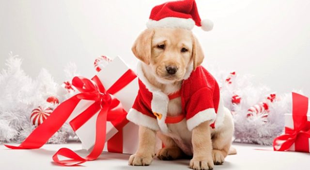 Regalo Di Natale In Italia 22 000 Cuccioli Di Cane E Gatto Regalati Meteo Web Pet Community And Social Network