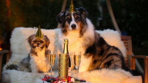 Botti di Capodanno, cosa fare se il cane ha paura? – Ok Salute e Benessere