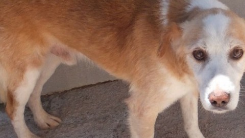 Alfonso, bel cane di taglia media di 9 anni cerca un'adozione – ParmaDaily.it
