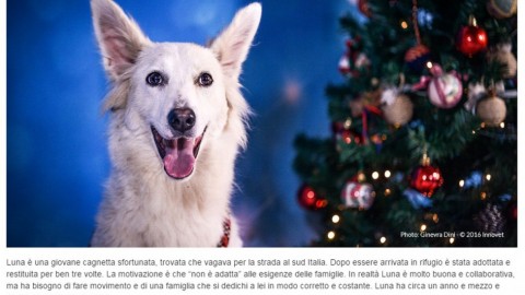 Milano, il calendario con le storie di cani e gatti che cercano famiglia – La Repubblica