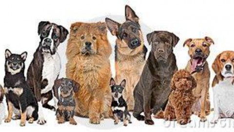 Terrier, bassotti, levrieri: storia della classificazione delle razze canine – Riviera24.it