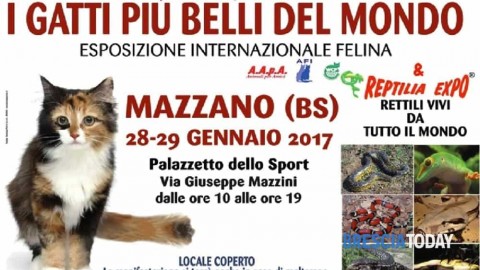 Mazzano: esposizione internazionale felina “I gatti più belli del mondo” – BresciaToday