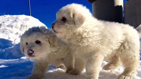Rigopiano, trovati vivi tre cuccioli di pastore abruzzese fra le macerie – Corriere Adriatico