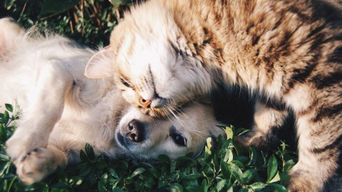 Cani e gatti: quanto costa l'assicurazione e cosa copre? Tutte le … – FIRSTonline