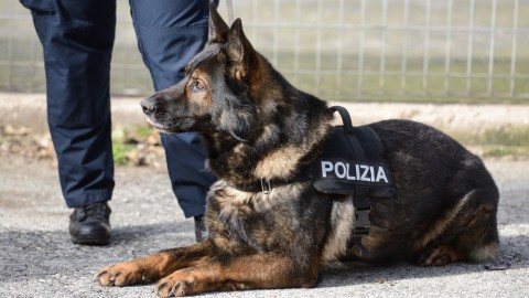 “Adotta un cane poliziotto”: la Polizia di Stato cerca esperti per i … – Il Sole 24 Ore