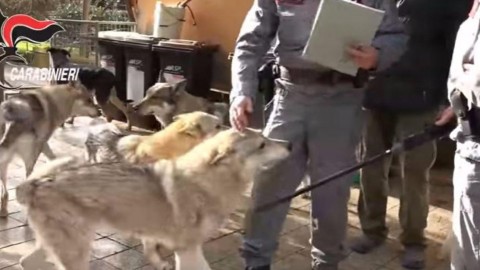 Traffico illegale di animali, sequestrati oltre 200 ibridi tra cane e lupo – TGCOM