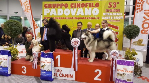 Un barbone di Milano il cane più bello alla mostra canina di Padova – Padova24ore.it