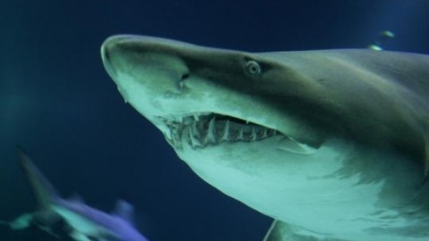 Cane coraggioso affronta un enorme squalo tigre e lo fa allontanare – Blasting News
