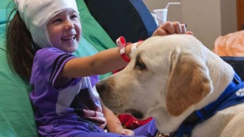 La pet therapy negli ospedali in Lombardia – Blasting News