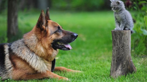 È possibile nominare come erede nel testamento il proprio cane o … – Velvet Pets Italia (Blog)
