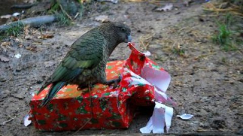 Clima: dal kea al tuatara, le specie minacciate da cambiamenti – Adnkronos