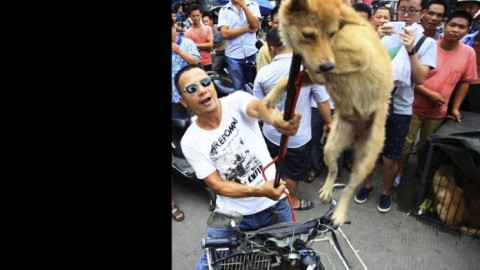 Cina. Fermiamo il Festival della carne di cane di Yulin – Agenpress