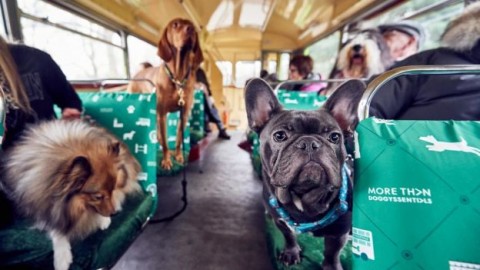 A Londra il primo bus turistico a misura di cane – DeAbyDay.it (Blog)