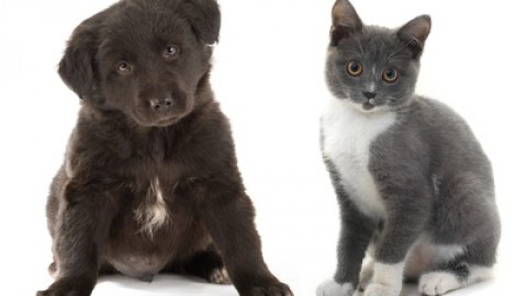 Cani e gatti: quanto costa assicurarli e cosa copre la loro RC – Facile.it