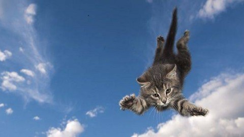Come fanno i gatti a rimanere spesso illesi dopo una caduta dall'alto? – greenMe.it