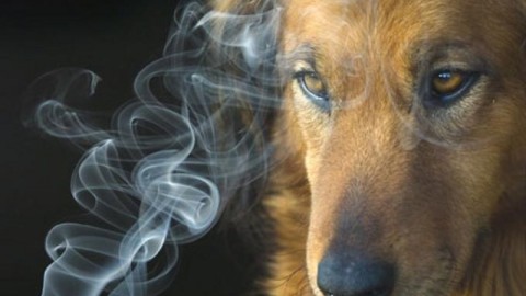 Il fumo passivo fa male anche ai cani e gatti – Impronta Unika