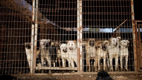 Dalle tavole coreane alle case Usa, salvati dieci cani dal macello – La Stampa