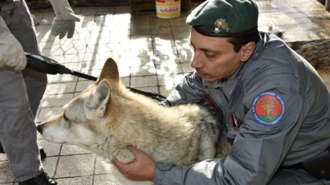 Cuccioli di lupo-cane: il business illegale dell'ibrido – La Stampa