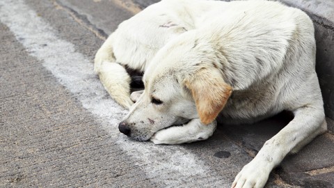 Cane ucciso a fucilate in sardegna: identificare e punire i responsabili