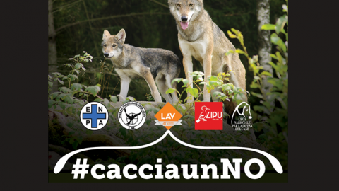 Il 2 febbraio si vota per salvare i lupi. #cacciaunNO l'appello associazioni