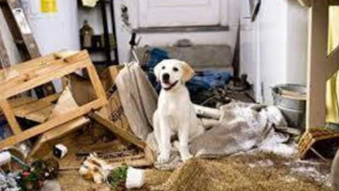 Prevenire problemi comportamentali nel cane: da dove cominciare? – Riviera24.it