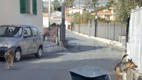 Sanremo: nuova segnalazione per la presenza di cani randagi nella … – SanremoNews.it