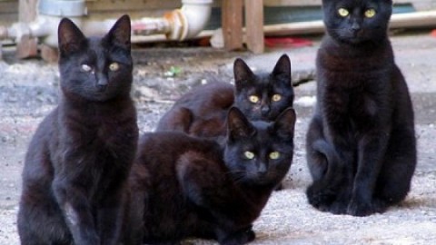 I gatti non soffrono la solitudine, puntigliosa ricerca di etologi britannici – SiciliaInformazioni.com